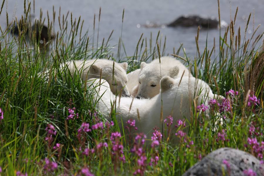 Happy Mother’s Day from the Churchill Wild Polar Bears! A Mothers and Cubs Photo Album.