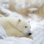 Peaceful polar bear relaxing in snow. Churchill Wild. Great Ice Bear Adventure. Dymond Lake Ecolodge.