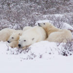 Polar bear family relaxing in snow at Dymond Lake Ecolodge. Churchill Wild. Graham Copping photo.