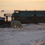 Polar bear smells something good at Dymond Lake Ecolodge. Margaret Brandes photo.