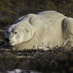 Big. Powerful. Polar Bear. Dymond Lake Ecolodge. Robert Postma photo.