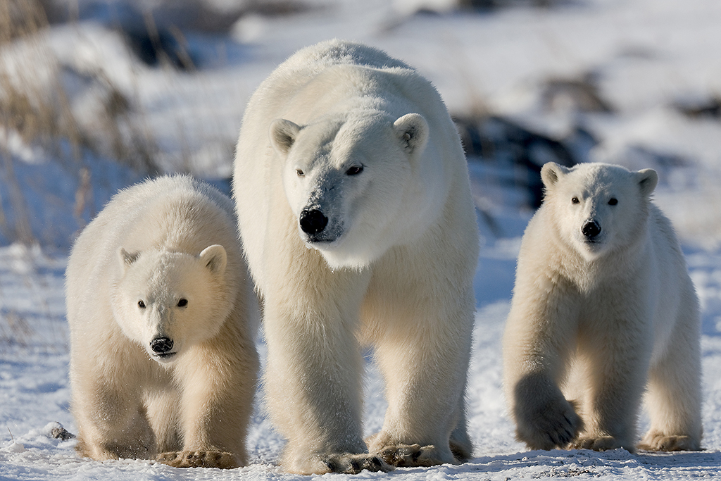 Polar bear Mom and cubs. Great Ice Bear Adventure. Dymond Lake Ecolodge. Michael Poliza photo.