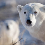 Polar bear closeup at Dymond Lake Ecolodge. Michael Poliza photo.