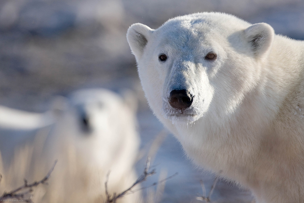 Polar bear closeup at Dymond Lake Ecolodge. Michael Poliza photo.