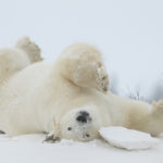 Polar bear stretch. Great Ice Bear Adventure. Dymond Lake Ecolodge. Robert Postma photo.