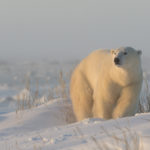 Polar bear in soft light. Dymond Lake Ecolodge. Great Ice Bear Adventure. Dennis Fast photo.