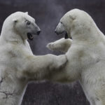 Polar bears sparring. Great Ice Bear Adventure. Dymond Lake Ecolodge. Robert Postma photo.