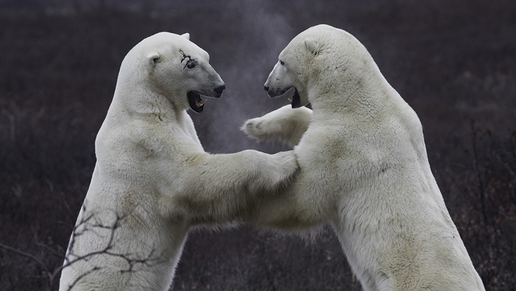 Polar bears sparring. Great Ice Bear Adventure. Dymond Lake Ecolodge. Robert Postma photo.