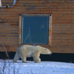 Polar bear walks by window at Dymond Lake Ecolodge. Great Ice Bear Adventure. Churchill Wild. Dafna Bennun photo.