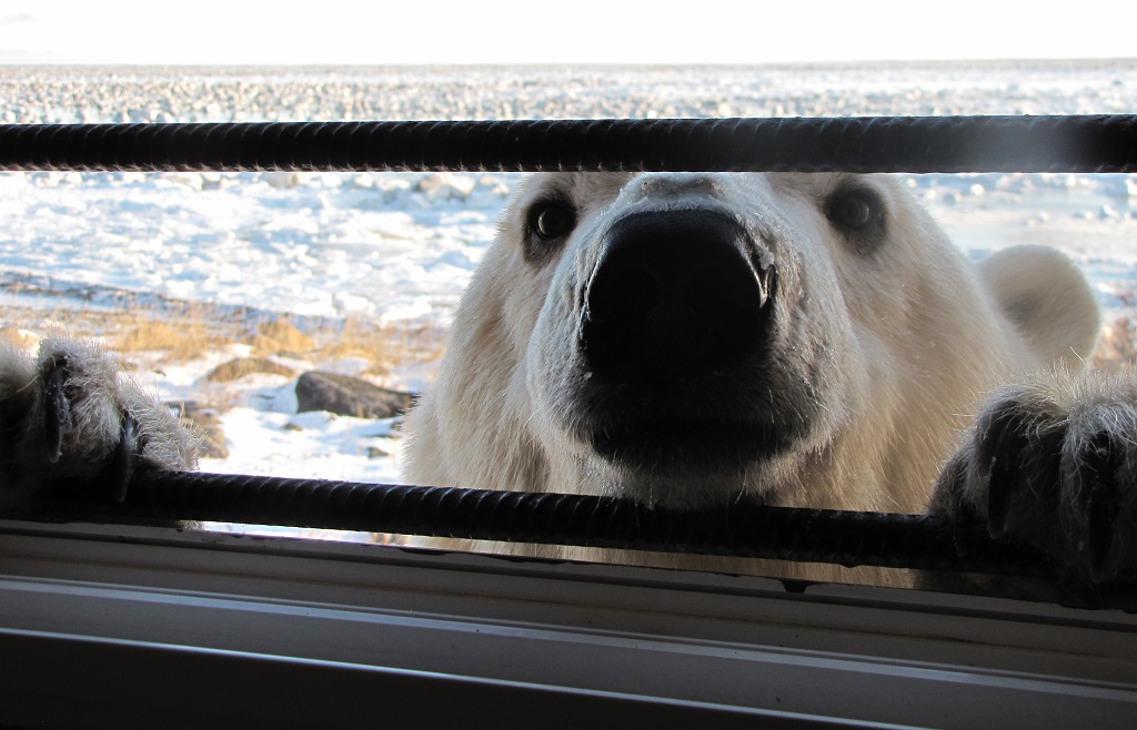 Is that a polar bear at my window? Not anymore.