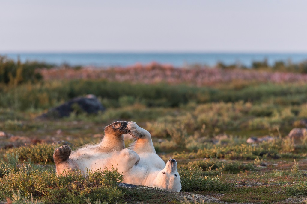 Wildlife, Wellness and Polar Bear Yoga at Nanuk Polar Bear Lodge