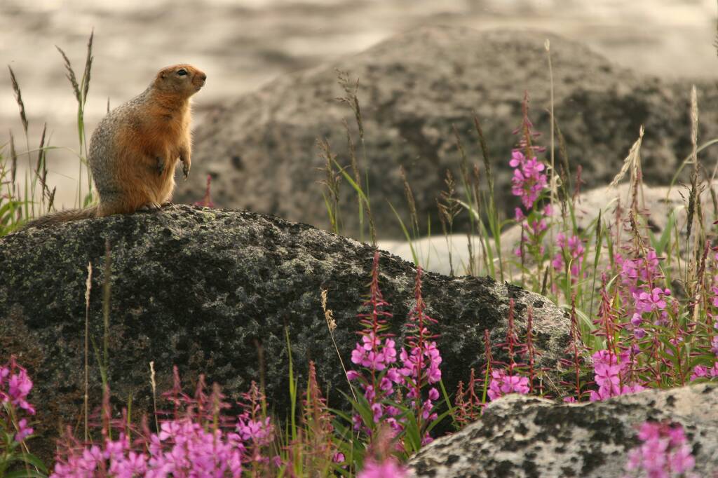 Species Spotlight: Arctic Ground Squirrel