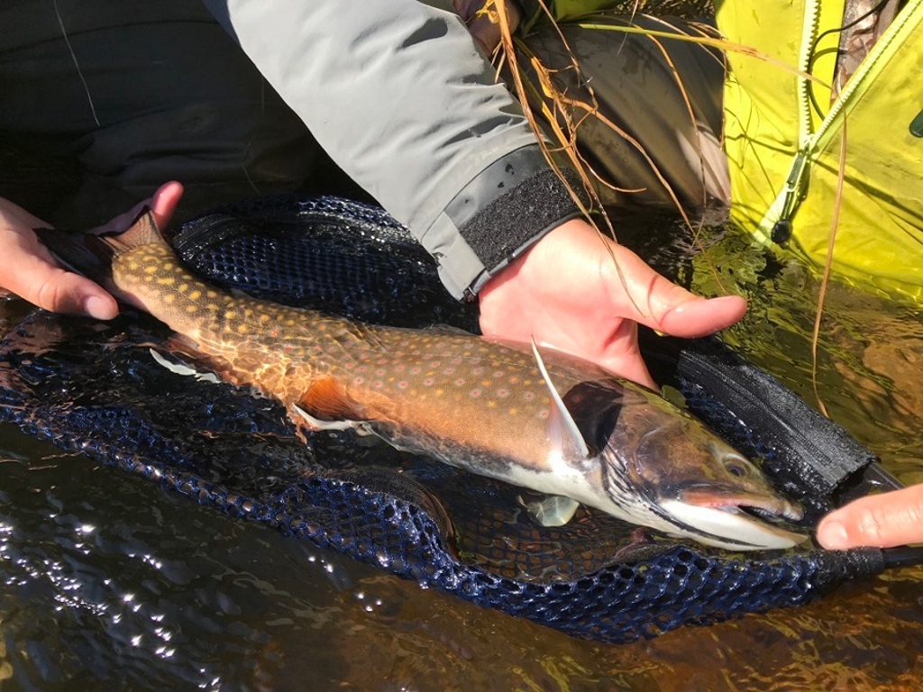 Twenty-inch plus native and sea-run brook trout are common at Nanuk.