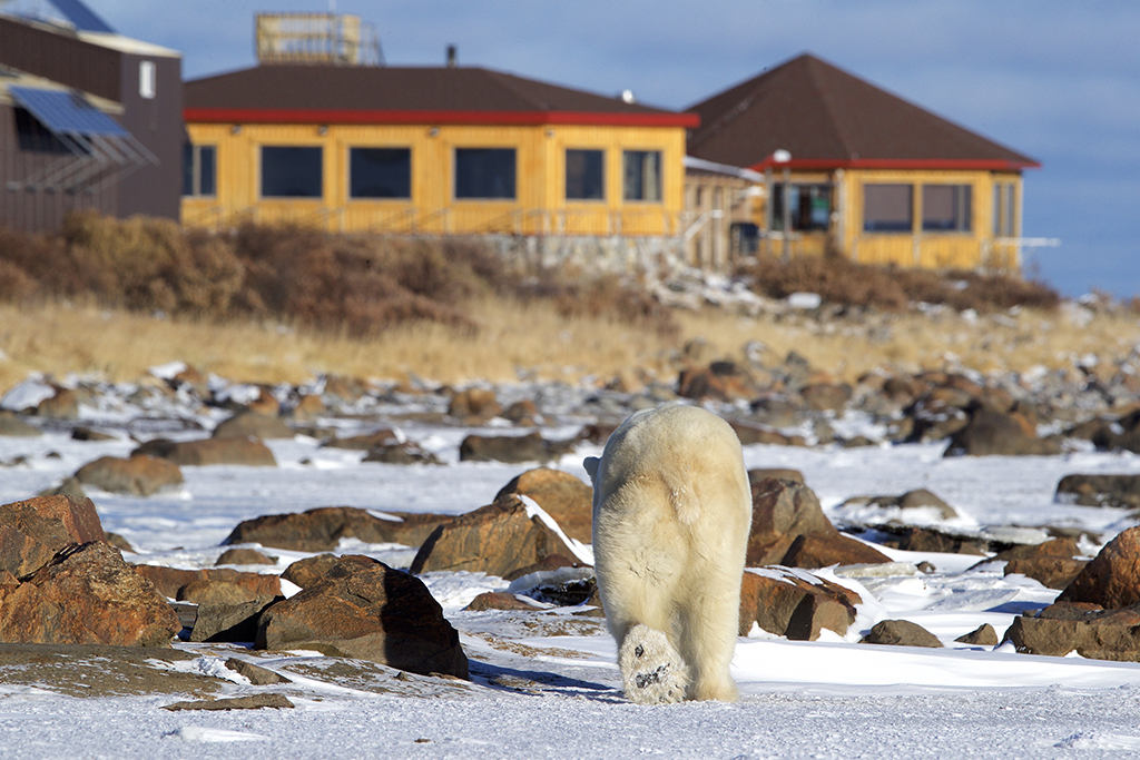 Polar bear walking in snow towards Seal River Heritage Lodge. Judith Herrdum photo.