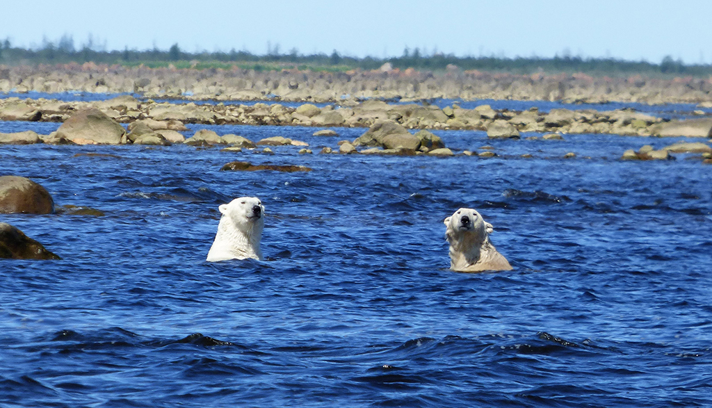 Polar bears atop hidden boulders in Hudson Bay. Steve Herring photo.