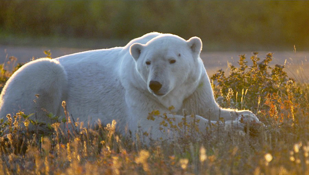 Polar bear in fall colours at Nanuk