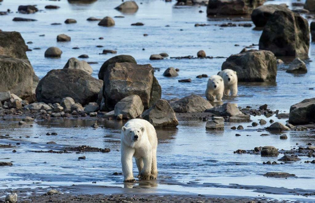 Mom and cubs on the move at Seal River. Michael Poliza photo.