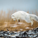 Arctic fox pounces in the snow at Seal River Heritage Lodge. Robert Hlavica photo.