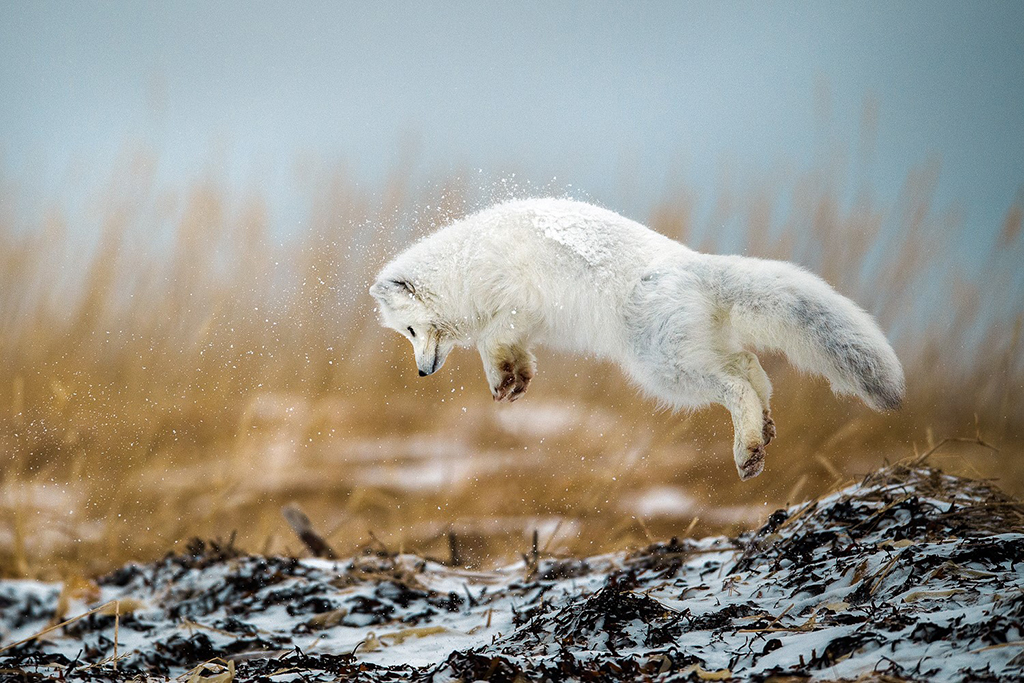 Arctic fox_Seal River Heritage Lodge_Robert Hlavica photo