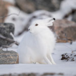 Questioning Arctic hare at Seal River Heritage Lodge. Nate Luebbe photo.