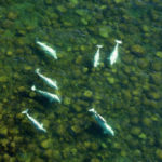 Beluga whale pod viewed from the air at Seal River Heritage Lodge. Michael Poliza photo.