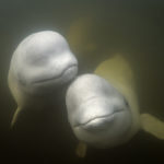 Friendly beluga whales underwater in Hudson Bay at Seal River Heritage Lodge.