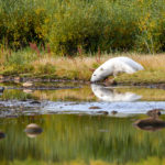 Polar bear takes a cool drink on a hot summer day at Seal River Heritage Lodge. Ted Jacobs photo.