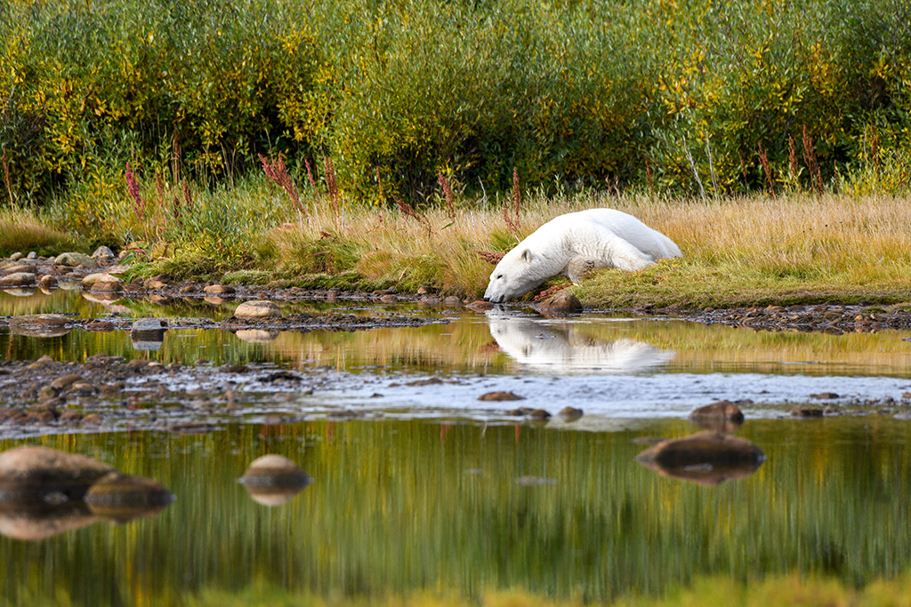 Polar bear takes a cool drink on a hot summer day at Seal River Heritage Lodge. Ted Jacobs photo.