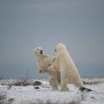 Polar bears sparring at Seal River. Arturo Spajani photo.