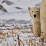 Peek-a-boo polar bear cub and Mom at Seal River Heritage Lodge. Christina Jansa photo.