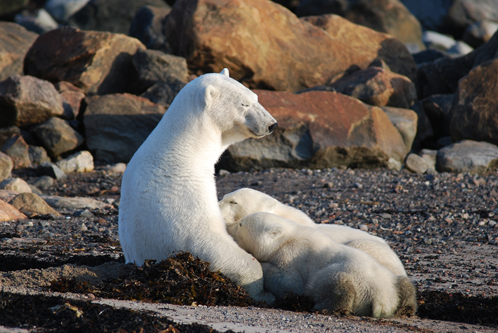 Polar bear mom nursing cubs at Seal River Heritage Lodge. Dirk Van-Dosselaer photo.