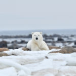 Perfect polar bear pose at Seal River Heritage Lodge. Ian Johnson photo.