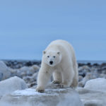 Polar bear staring at us at Seal River. Ian Johnson photo.