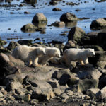 Triplet polar bear cubs. Seal River Heritage Lodge. Quent Plett photo.