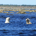 Swimming polar bear buddies at Seal River Heritage Lodge.
