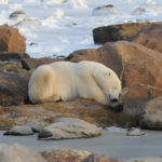 Sleepy polar bear at Seal River Heritage Lodge. Steve McDonough photo.