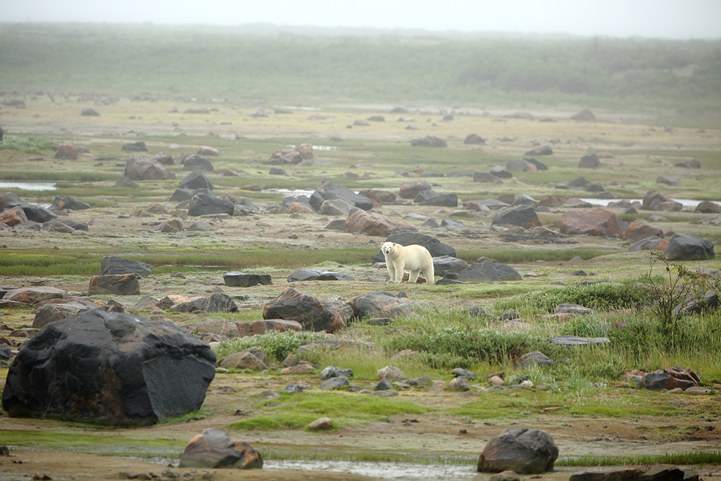 Polar bear walking in the morning mist at Seal River Heritage Lodge. Terry Elliott photo.