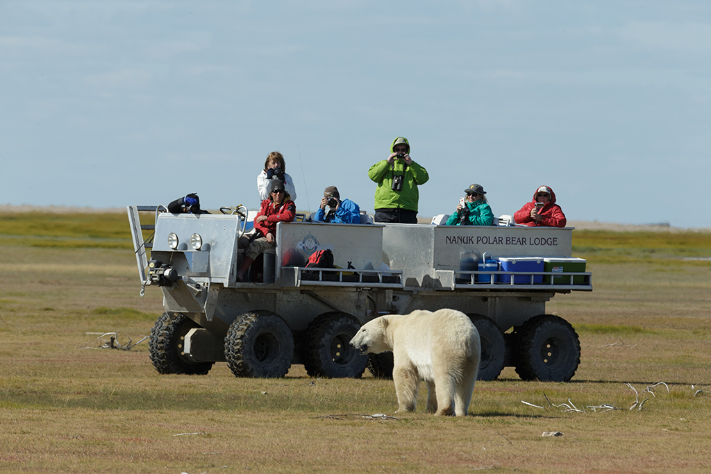 Polar bear meets Tundra Rhino at Nanuk Polar Bear Lodge. Charles Glatzer photo.