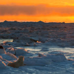 Polar bear watches sunset at Seal River Heritage Lodge. Kristina Thompson photo.