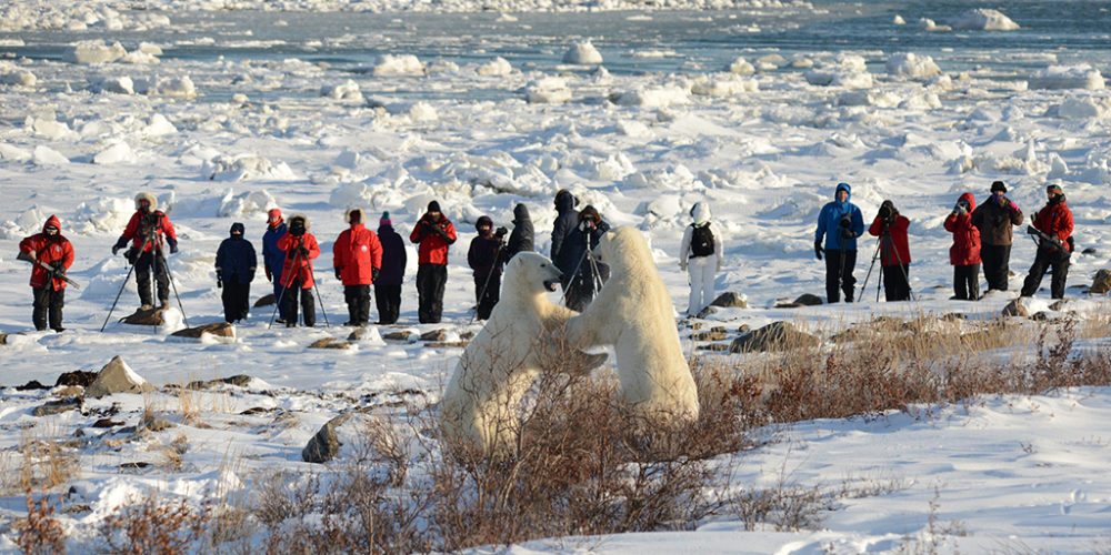 Polar bears sparring at Seal River Heritage Lodge. Bill Lyne photo.