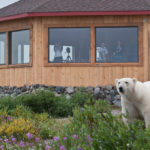 Polar bear in front of Seal River Heritage Lodge. Dennis Fast photo.