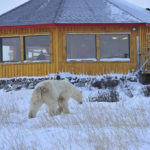 Bear approaching lodge in the snow at Seal River. Ian Johnson photo.