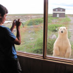 Curious polar bear outside the window at Seal River Heritage Lodge. Mike Reimer photo.