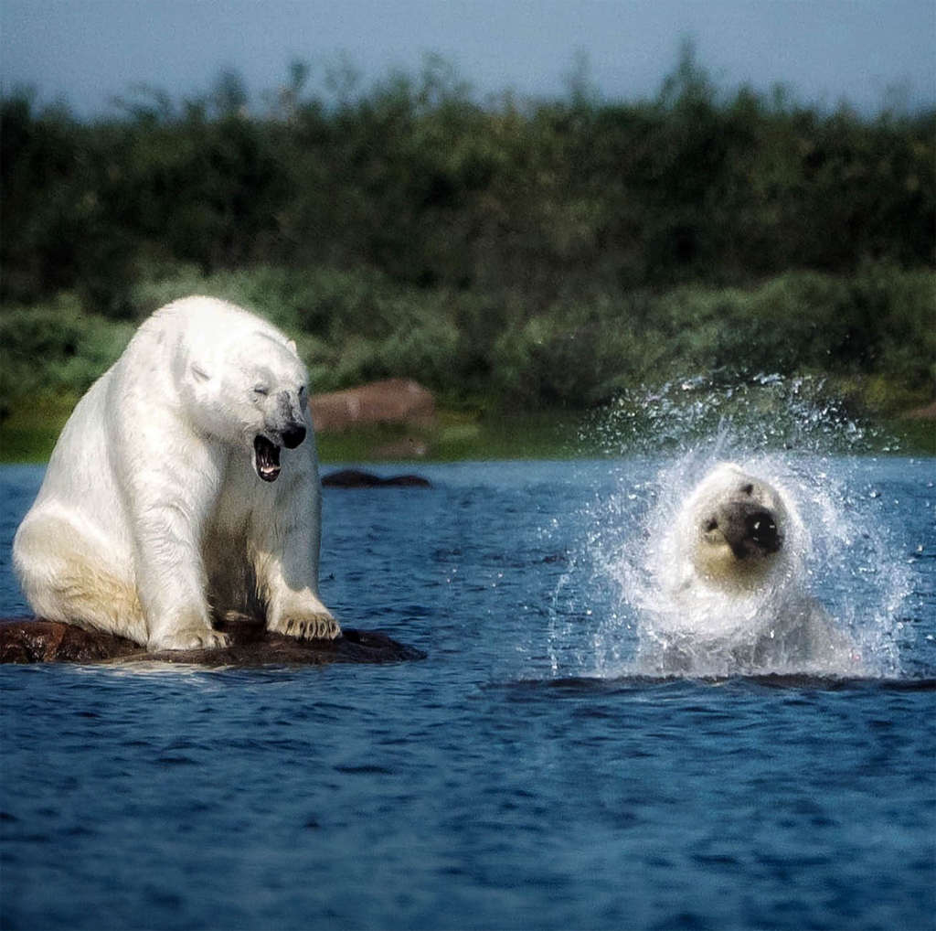 Birds, Bears and Belugas lives up to name on first polar bear safari of 2019