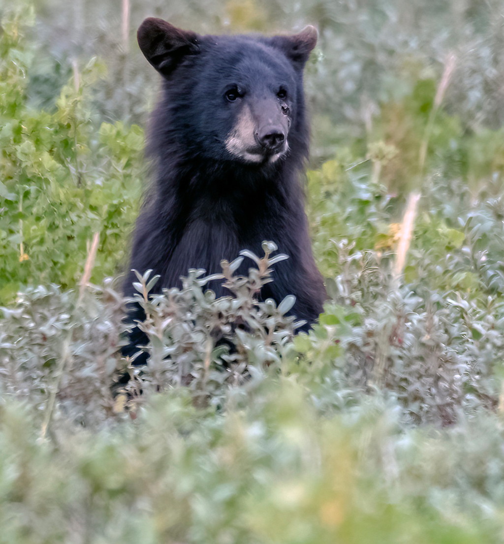 Curious black bear cub at Nanuk Polar Bear Lodge. Photo courtesy of An Xiao.