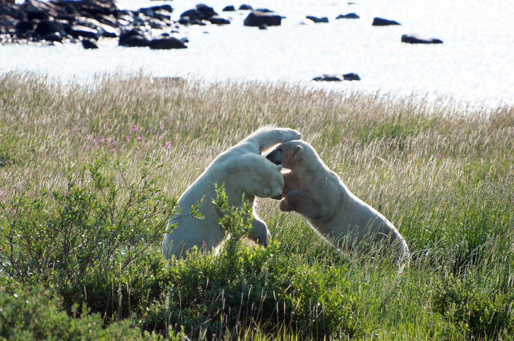 Polar bear buddies sparring at Seal River Heritage Lodge. Paul Scriver photo