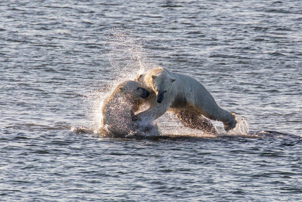 Polar bears playing in the water near Seal River Heritage lodge. Ken Drozd photo.