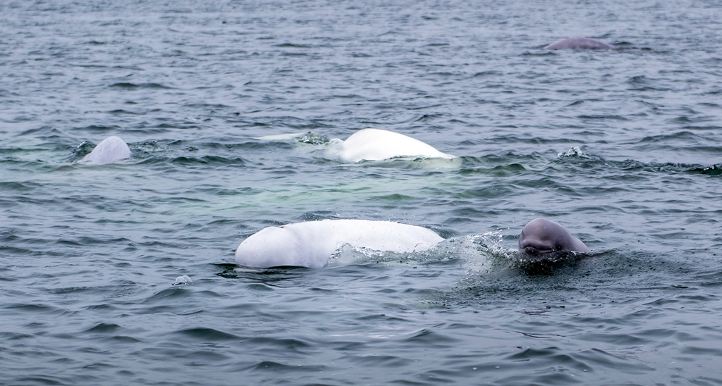 Curious baby beluga in Churchill! Photo courtesy of An Xiao.