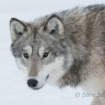 Friendly face. Wolf. Steve Schellenberg photo.
