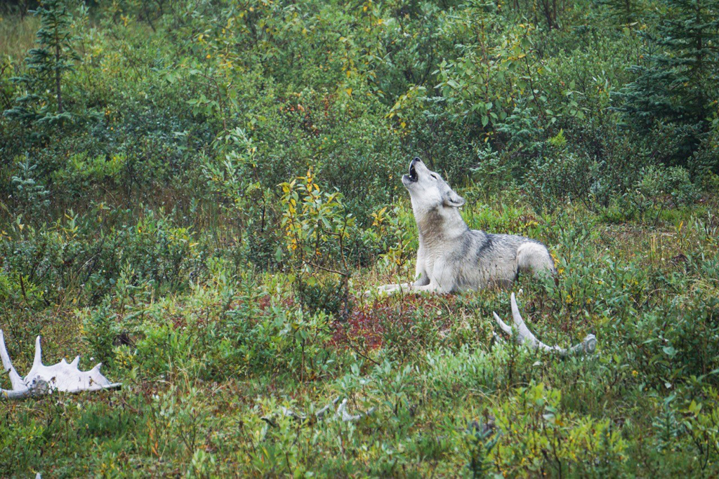 Wolf howling for pack in front of Nanuk Polar Bear Lodge. Paul Scriver photo.